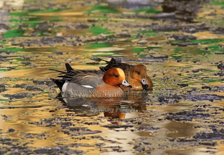 WildLife Photos of Birds, Geese, Ducks & others, Eurasian Wigeon, Anas penelope